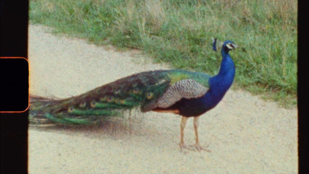 WOLFEN Color 400 Super 8 ISO 250-400 Avec Développement Et